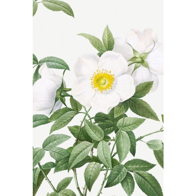 Paper Cherokee Rose, Vintage Botanical Art Print Reproduction by Pierre-Joseph Redouté, 16" X 24" For Sale - Image 7 of 11