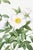Paper Cherokee Rose, Vintage Botanical Art Print Reproduction by Pierre-Joseph Redouté, 16" X 24" For Sale - Image 7 of 11