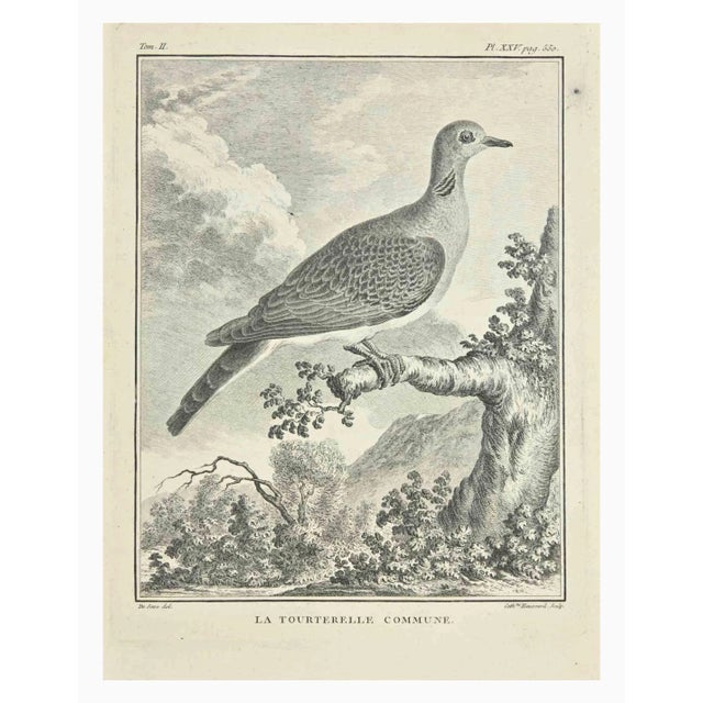 La Tourterelle is an etching realized by Catherine Haussard in 1771. It Belongs to the suite "Natural, general and...