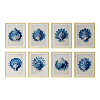 Set of 8 – Blue and White Conch Shells Collection | Coastal Natural History Fine Art Prints For Sale