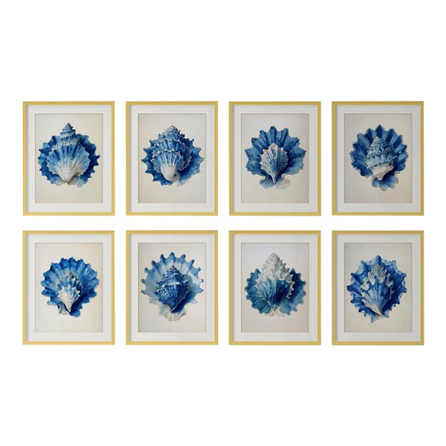 Set of 8 – Blue and White Conch Shells Collection | Coastal Natural History Fine Art Prints For Sale