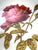 Antique 1880 Minton G4419 Set 6 Hand Painted Rose Gold Platinum Aesthetic Plates For Sale - Image 12 of 16