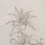 Original Mourlot Floral Lithograph by Georges Braque, 1955 For Sale In Los Angeles - Image 6 of 11