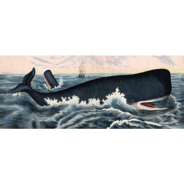 Beautiful set of majestic whales originally illustrated in the 1850s and digitally reproduced by CFA Editions in a large...
