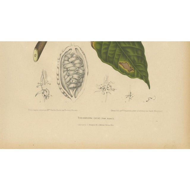 Paper Hoola van Nooten, White Cacao Botanical, 1880, Chromolithograph For Sale - Image 7 of 10