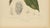 Paper Hoola van Nooten, White Cacao Botanical, 1880, Chromolithograph For Sale - Image 7 of 10