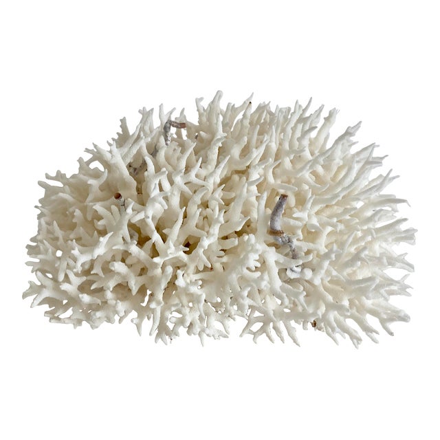 Natural Birdsnest Coral Specimen For Sale
