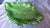 Late 20th Century 17" Portugese Cabbageware Leaf Tray Trompe l'Oeil Majolica For Sale In Las Vegas - Image 6 of 9