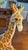 Sculpture Materials Hollywood Regency Glazed Terracotta Sculpture of a sSeated Giiraffe. Made in Italy Stamped Pristine For Sale - Image 7 of 9