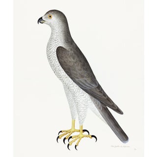 Male Goshawk Plate 31 by Olof Rudbeck (Cfa-Wd) For Sale
