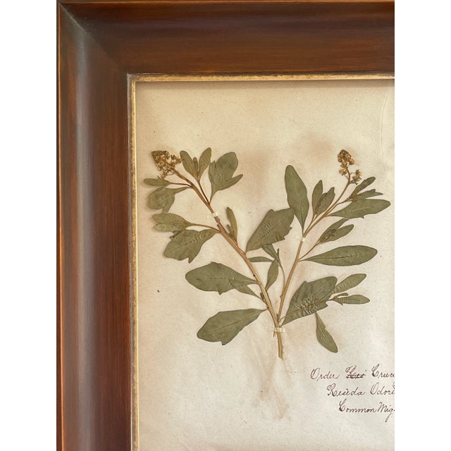 Stunning antique Swedish Herbarium from the late 19th century with a new custom wood frame and gilt detail. - Handsome...