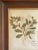 Stunning antique Swedish Herbarium from the late 19th century with a new custom wood frame and gilt detail. - Handsome...
