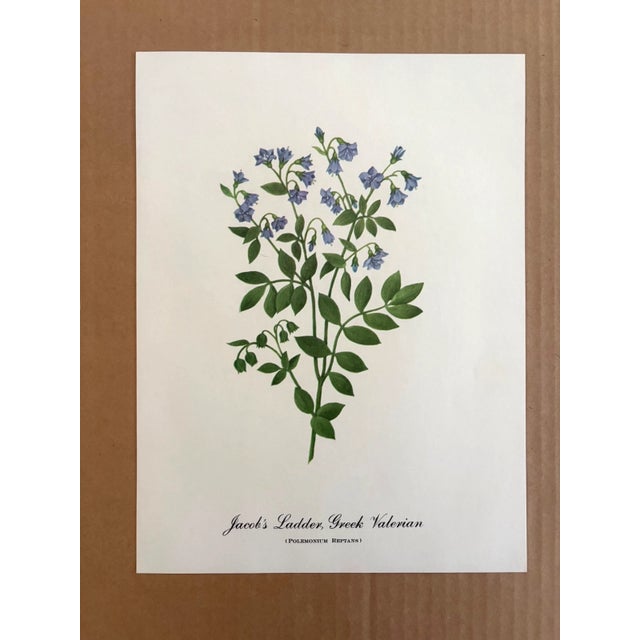 Up for sale is this charming print from an original painting by noted artist Mary Vaux Walcott (1860-1940), matted in an...