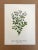Up for sale is this charming print from an original painting by noted artist Mary Vaux Walcott (1860-1940), matted in an...