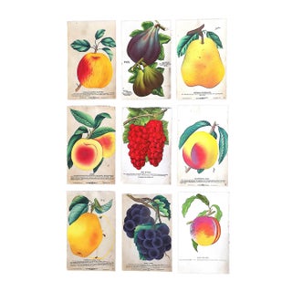 Authentic Antique Hand Finished Fruit Chromolithographs - Set of 9 For Sale