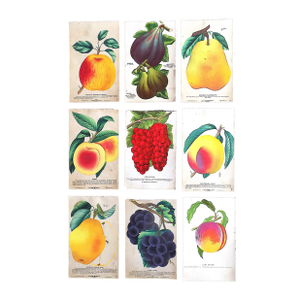 Authentic Antique Hand Finished Fruit Chromolithographs - Set of 9
