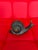 1980s Brass Snail For Sale In Miami - Image 6 of 9