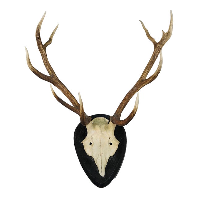 Large Black Forest Red Deer Trophy on Wooden Plaque - Germany For Sale