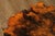The Burlwood Co. Star Dust Redwood Burl Live Edge Coffee Table For Sale In Philadelphia - Image 6 of 18