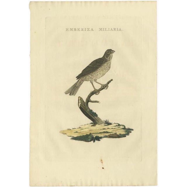 Sepp & Nozeman, The Corn Bunting, 1829, Print For Sale