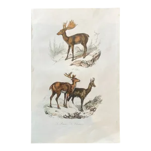 French Antique 18th Century "Le Renne" Reindeer Animal Engraving Hand Colored Signed Artwork
