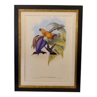 1990s Framed Print, Sombre Hummingbird Hummingbird (Plate 54- Hill House Edition) Reproduction Print After John Gould For Sale
