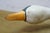 Vintage Wooden Wildlife Kennebunk Maine Hand Carved Solid Pine Swan Decoy 24" For Sale - Image 14 of 15