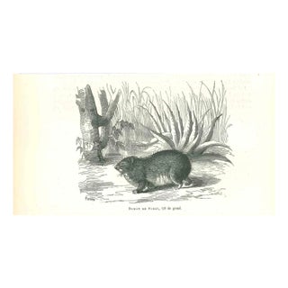 Paul Gervais, Damin de Syrie, 1854, Lithograph For Sale