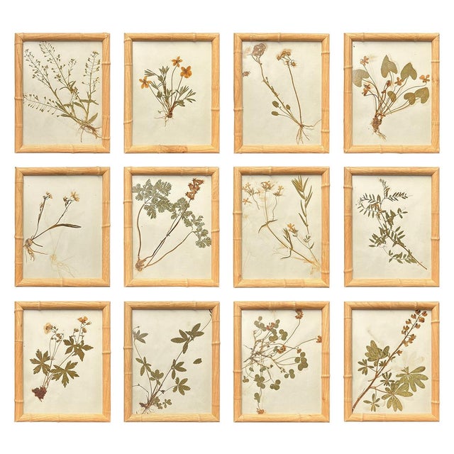 1893 Herbarium Botanical Specimens, Set of 12 For Sale