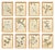 Set of 12 newly framed herbariums from 1893-1895. Framing is new Larson-Juhl solid oak from Italy, folios are mounted to...