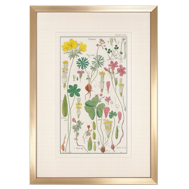 Illustration Pair of Original Hand-Colored Botanical Engravings From Dr. David Dietrich's Flora Universalis, C. 1850 | Custom Framed Antique Botanical Prints Set A For Sale - Image 3 of 4