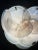 Gino Vistosi Pair of Glass Wall Sconces 10 Alabaster White Disks For Sale - Image 4 of 11