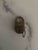 Antique Metal Locks With Original Keys, a Pair For Sale - Image 4 of 4