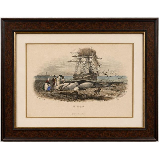 Le Requin (Shark), Hand-Colored Engraving, 1840 An unusual and highly decorative natural history engraving portraying a...