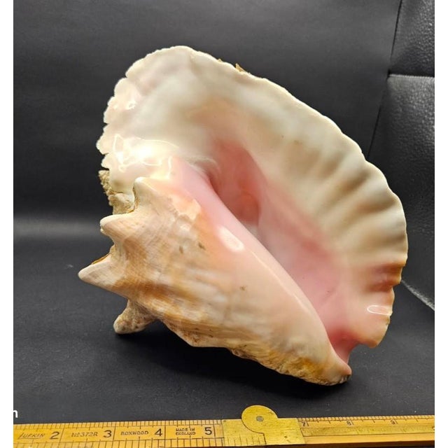 Nautical Vintage Australian Large Conch Shell W Peiostracum 8" X 7.5 Inches X 5 Inches For Sale - Image 3 of 8