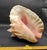 Nautical Vintage Australian Large Conch Shell W Peiostracum 8" X 7.5 Inches X 5 Inches For Sale - Image 3 of 8
