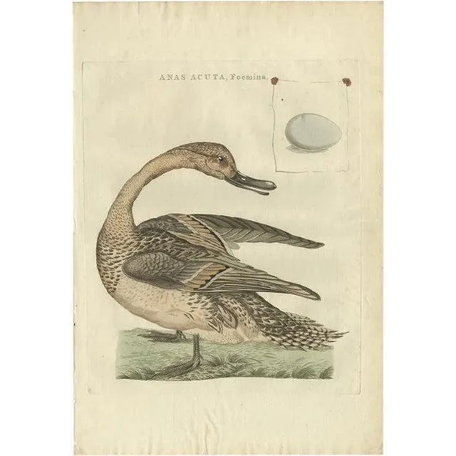 Late 18th Century Sepp & Nozeman, Female Northern Pintail, 1789, Paper For Sale - Image 5 of 5