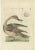 Late 18th Century Sepp & Nozeman, Female Northern Pintail, 1789, Paper For Sale - Image 5 of 5