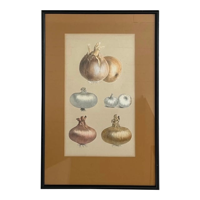 Antique 19th Century French Botanical Study - Collage of Onions For Sale