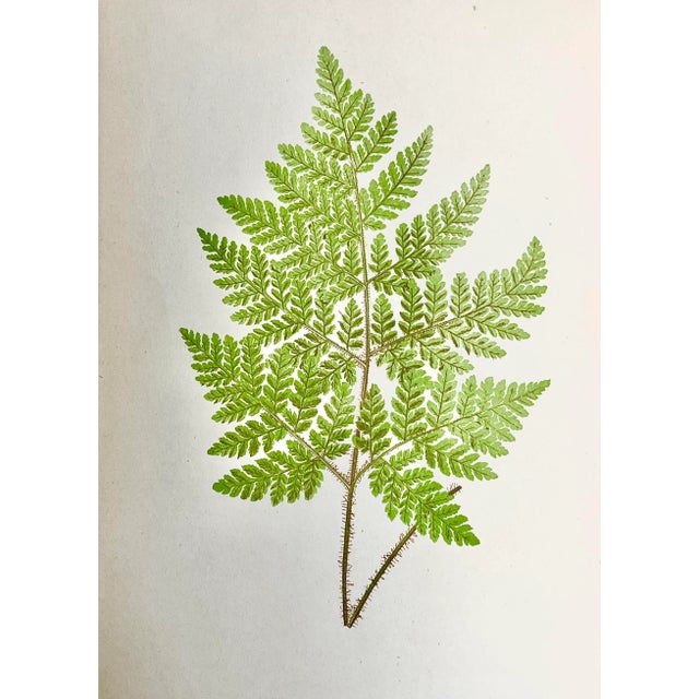 Antique Botanical Lithograph of a Fern Print by Edward J. Lowe London c.1867 For Sale - Image 4 of 6