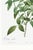 Cherokee Rose, Vintage Botanical Art Print Reproduction by Pierre-Joseph Redouté, 24" X 36" For Sale - Image 10 of 11