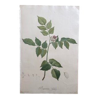 Pongamia Glabra Hand Colored Engraving, Signed P.J.Redouté For Sale