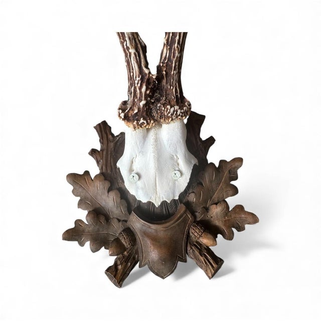 1900 - 1909 1990s Roe Deer Trophy Black Forest Antlers 39 For Sale - Image 5 of 5