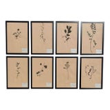 1965 French Herbarium Botanical Specimens – Set of 8 Custom Framed Pressed Botanicals For Sale
