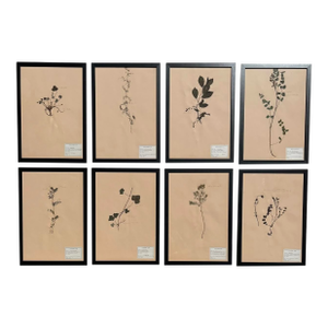 1965 French Herbarium Botanical Specimens – Set of 8 Custom Framed Pressed Botanicals