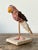 Early 21st Century Vintage Boho Shell Encrusted Bird on a Perch For Sale - Image 5 of 8