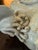 Early 19th Century Antique Pair of Blanc De Chine Falcons For Sale - Image 9 of 12