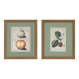 Antique Pair Fruit Botanical Engravings Apple & Plum Prints Framed Traditional Decor For Sale
