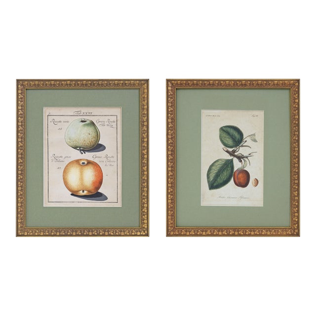 Antique Pair Fruit Botanical Engravings Apple & Plum Prints Framed Traditional Decor For Sale