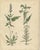 Calwer, Meadow and Fodder Plant Botanical Studies, 1852, Prints, Set of 4 For Sale - Image 4 of 10